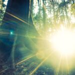 Luz solar en el bosque