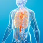 Estructura con el sistema circulatorio del cuerpo huimano