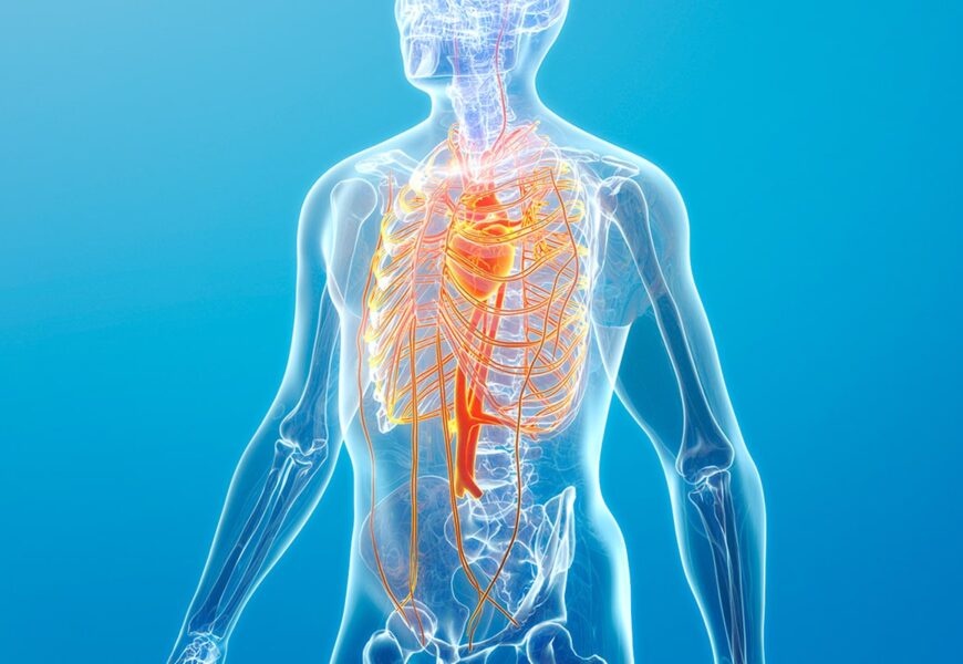 Estructura con el sistema circulatorio del cuerpo huimano