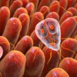 Ilustración de parasitos intestinales