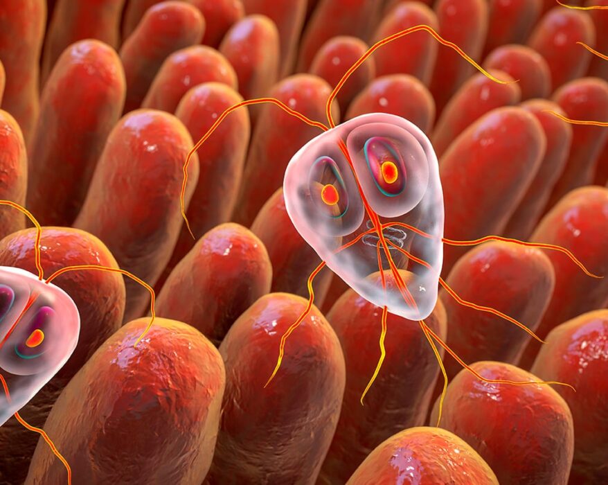 Ilustración de parasitos intestinales