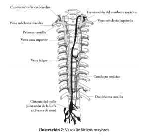 Ilustración de columna vertebral humana