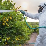 Hombre rociando arbol de frutas