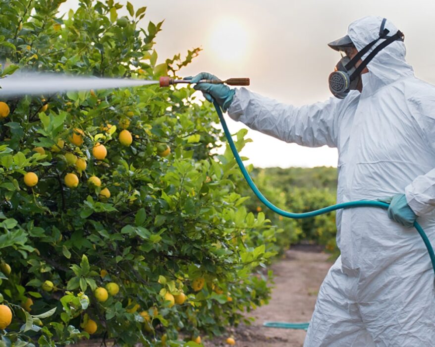 Hombre rociando arbol de frutas