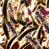 Parásitos intestinales